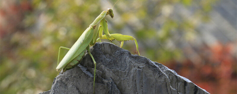 灰色的螳螂是什么品种 灰色的螳螂是什么