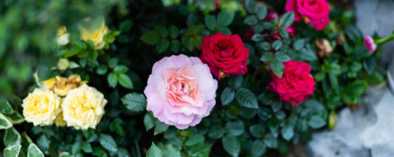 摄图网_501253350_banner_月季花（企业商用）_副本.jpg