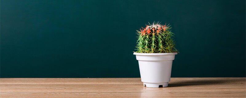 仙人球开花有什么说法 仙人球开花象征什么