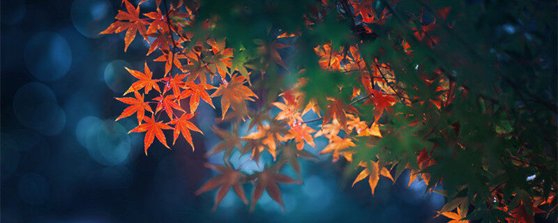 红枫2_副本.jpg 红枫2_副本.jpg