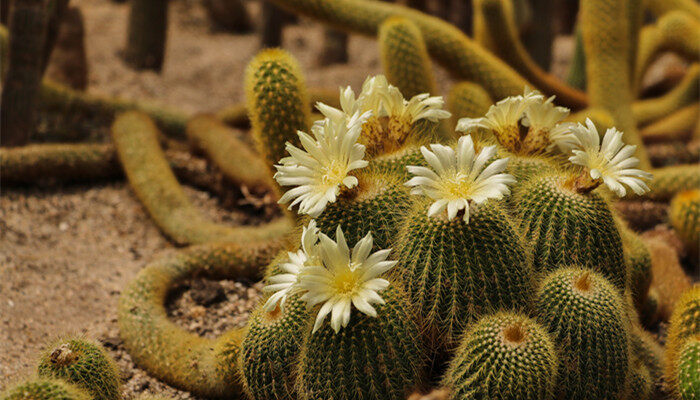 仙人球开花有什么说法 仙人球开花象征什么