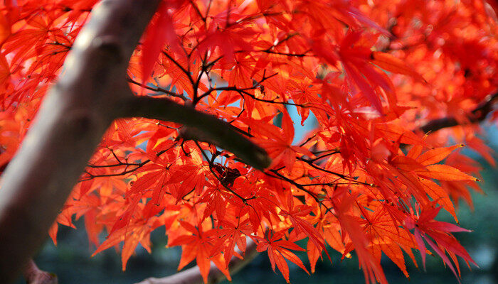 红枫4.jpg 红枫4.jpg