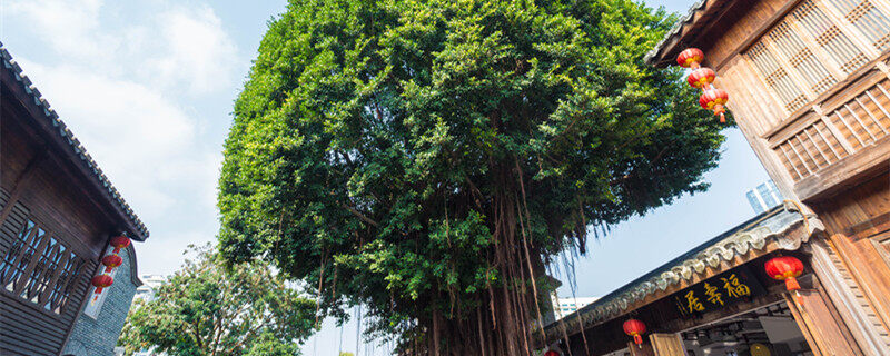 榕树的特点 榕树有什么特点