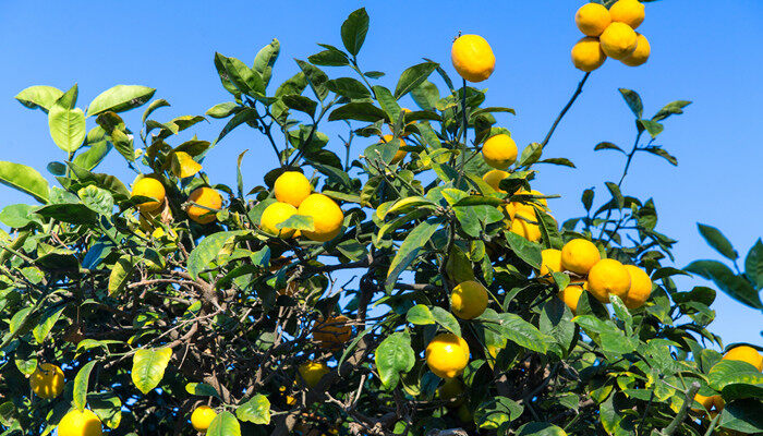 柠檬树 (3).jpg