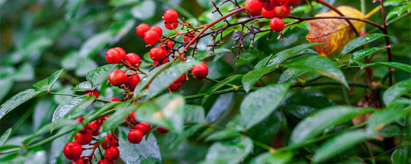 南天竹的养殖方法和注意事项 南天竹养殖方法和注意事项