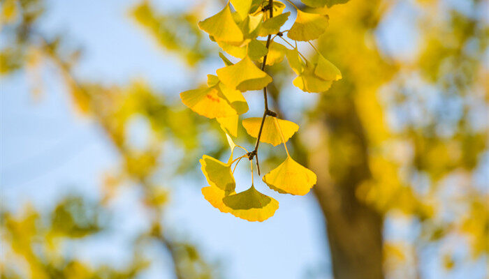 银杏叶子像什么样子 银杏叶子像什么