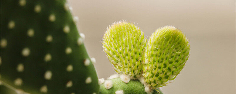沙漠植物有哪些 有哪些沙漠植物