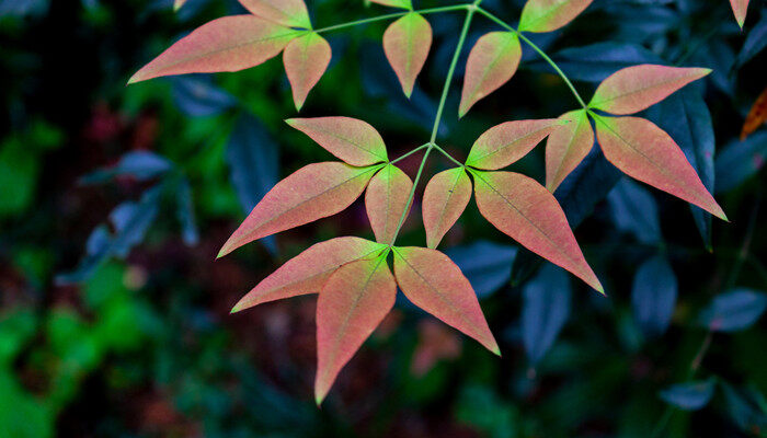 南天竹的养殖方法和注意事项 南天竹养殖方法和注意事项