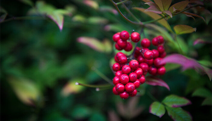 南天竹的养殖方法和注意事项 南天竹养殖方法和注意事项