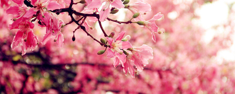 摄图网_500111537_banner_丝木棉(企业商用)_本.jpg 摄图网_500111537_banner_丝木棉(企业商用)_本.jpg