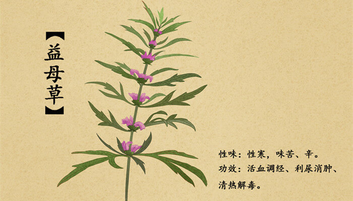 夏至草和益母草区别 夏至草和益母草有什么不同