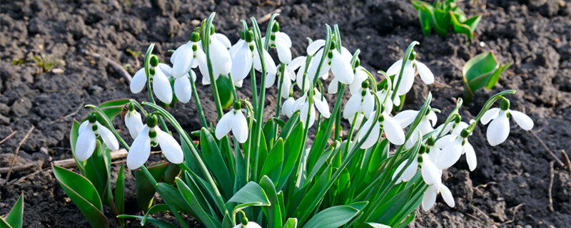 什么是雪滴花 雪滴花是什么花