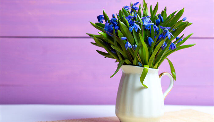 什么是雪滴花 雪滴花是什么花