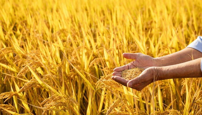 小麦和水稻的区别 小麦和水稻有哪些区别