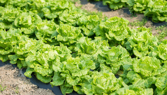 摄图网_501724863_球生菜种植(企业商用).jpg 摄图网_501724863_球生菜种植(企业商用).jpg