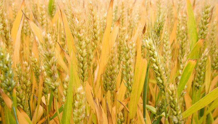 小麦和水稻的区别 小麦和水稻有哪些区别