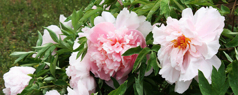宿根花卉有哪些(图1)