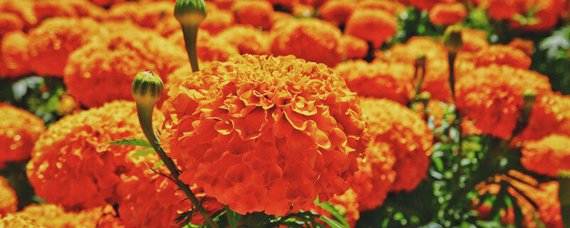 摄图网_501199560_wx_花圃中盛开的万寿菊（企业商用）_副本.jpg