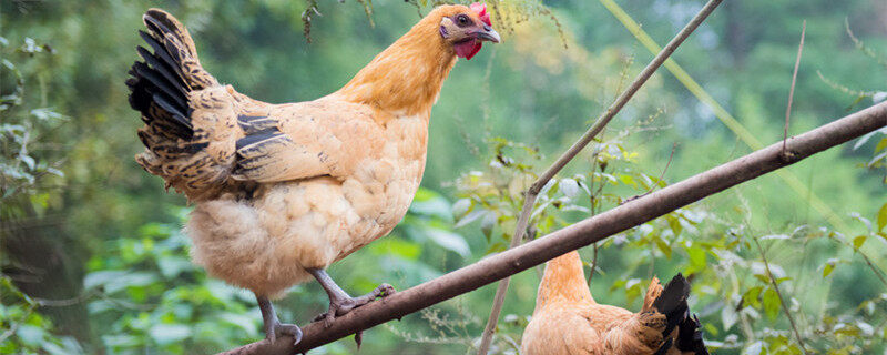 鸡2_副本.jpg 鸡2_副本.jpg