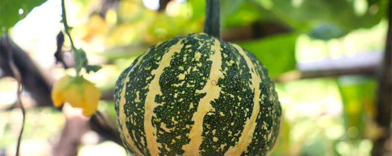 摄图网_501344199_banner_瓜藤架上的南瓜(企业商用)0_副本.jpg 摄图网_501344199_banner_瓜藤架上的南瓜(企业商用)0_副本.jpg