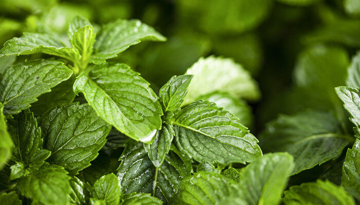 鱼香草和薄荷的区别 鱼香草和薄荷有什么区别