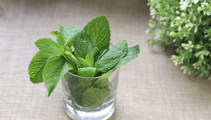 鱼香草和薄荷的区别 鱼香草和薄荷有什么区别