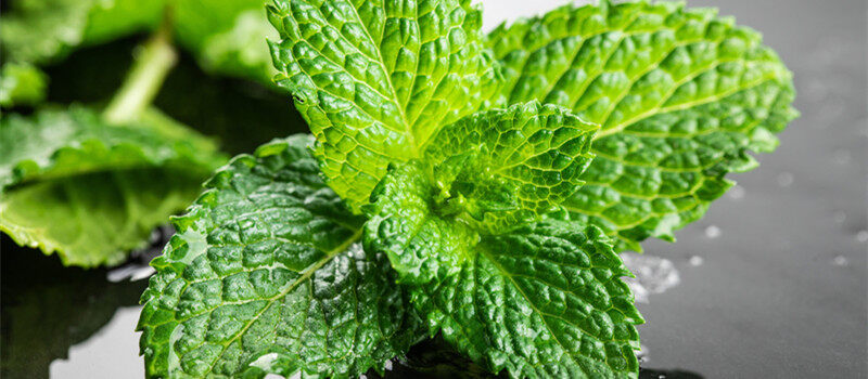 鱼香草和薄荷的区别 鱼香草和薄荷有什么区别