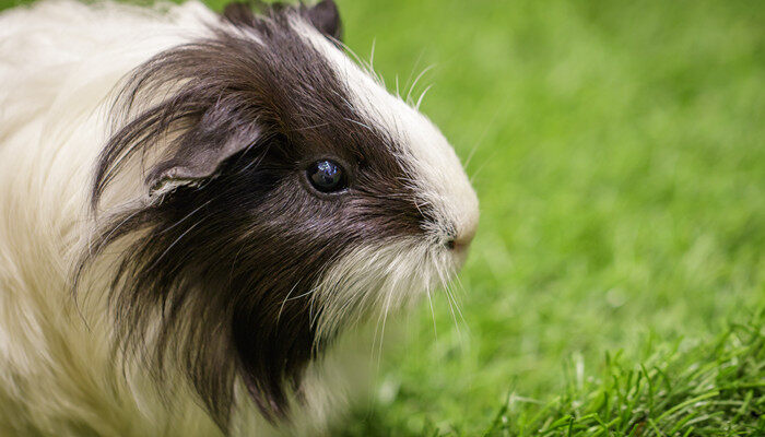 摄图网_304781050_草坪上的豚鼠照片宠物动(企业商用)_副本.jpg 摄图网_304781050_草坪上的豚鼠照片宠物动(企业商用)_副本.jpg