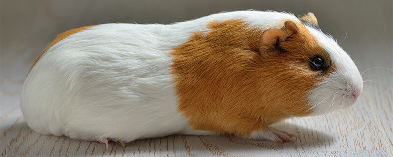 荷兰猪2.jpg 荷兰猪2.jpg