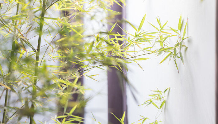 壤土适合种植什么植物 壤土到底适合种植什么植物
