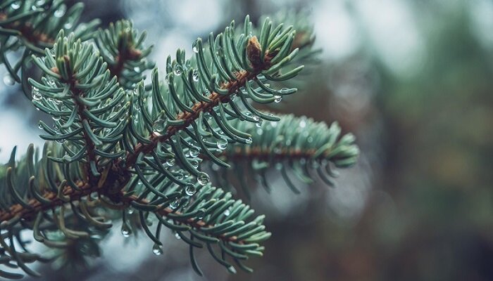 象征爱情的树名有哪些 哪些树象征爱情