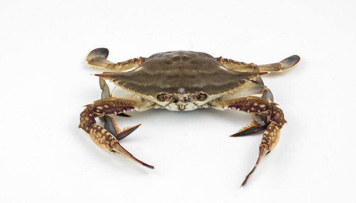 摄图网_501252947_banner_白底梭子蟹(企业商用)_副本.jpg 摄图网_501252947_banner_白底梭子蟹(企业商用)_副本.jpg