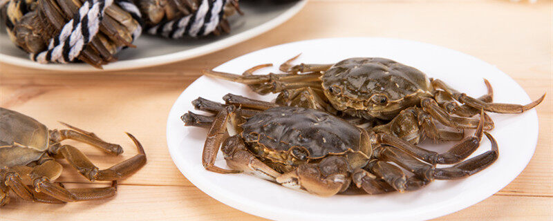 摄图网_501010600_banner_螃蟹大闸蟹(企业商用)0_副本.jpg 摄图网_501010600_banner_螃蟹大闸蟹(企业商用)0_副本.jpg