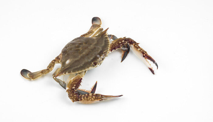 摄图网_501252948_banner_白底梭子蟹(企业商用)_副本.jpg 摄图网_501252948_banner_白底梭子蟹(企业商用)_副本.jpg