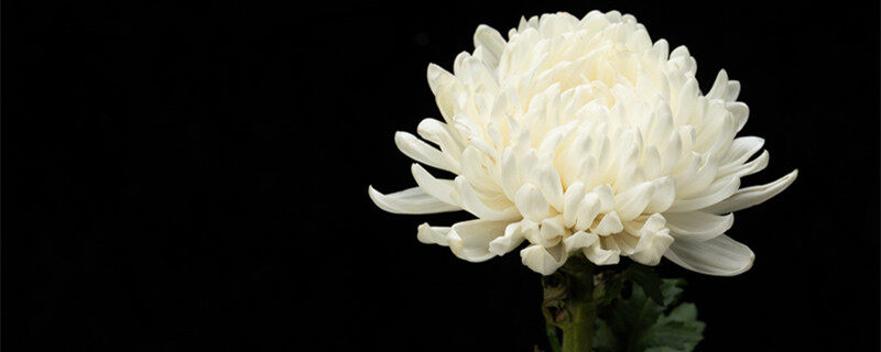 白菊花1.jpg 白菊花1.jpg