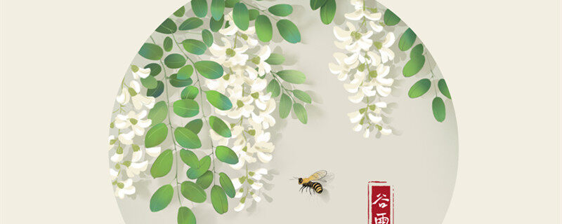 槐花.jpg