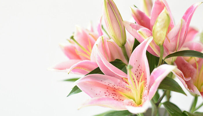 野百合的养殖方法 野百合的养殖方式