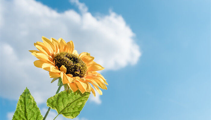 摄图网_500530563_banner_阳光下的向日葵（企业商用） (1)_副本.jpg