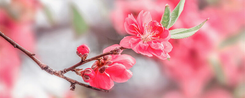 桃花是什么颜色 桃花有什么颜色