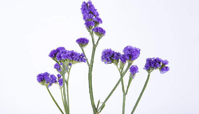 摄图网_501269453_banner_紫色勿忘我(企业商用)_副本.jpg 摄图网_501269453_banner_紫色勿忘我(企业商用)_副本.jpg