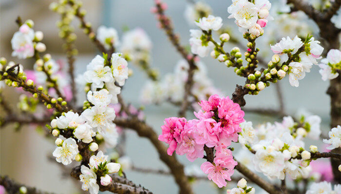 桃花是什么颜色 桃花有什么颜色