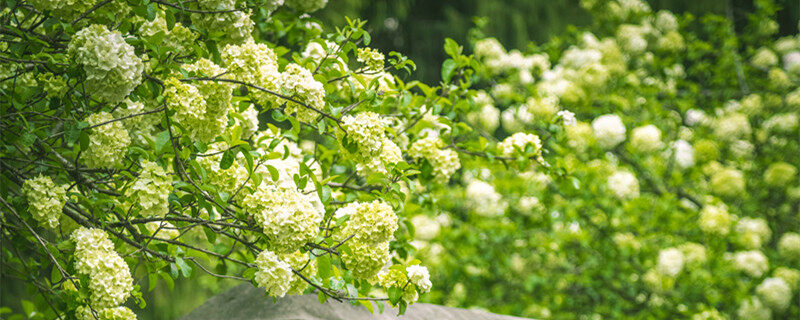 木本绣球树几年能开花 木本绣球树养多少年能开花