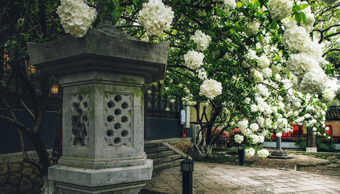 木本绣球树几年能开花 木本绣球树养多少年能开花