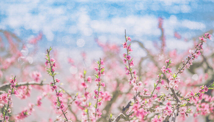 桃花是什么颜色 桃花有什么颜色
