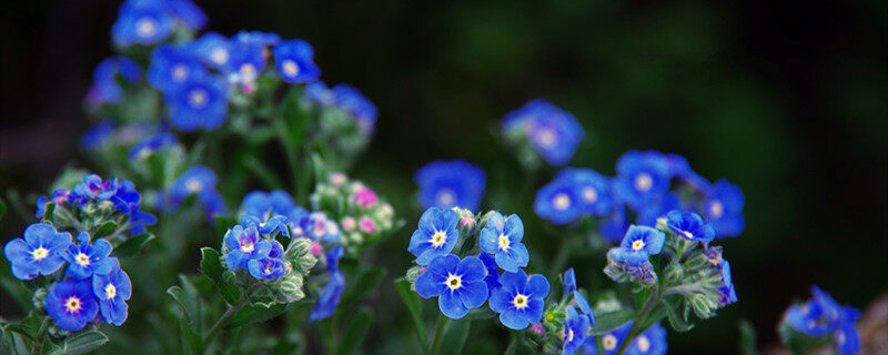 摄图网_500645410_banner_紫色小花勿忘我(企用)_副本.jpg 摄图网_500645410_banner_紫色小花勿忘我(企用)_副本.jpg