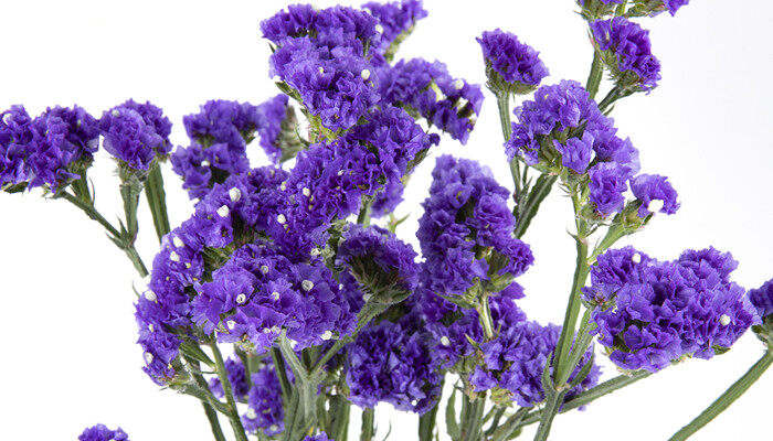 摄图网_501269452_banner_紫色勿忘我(企业商用)_副本.jpg 摄图网_501269452_banner_紫色勿忘我(企业商用)_副本.jpg