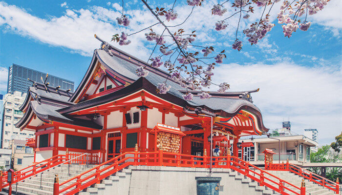 染井吉野樱和大岛樱的区别在哪 染井吉野樱和大岛樱的区别是什么