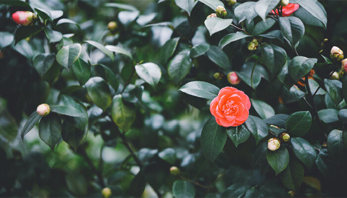 山茶花花语及传说 山茶花有什么花语