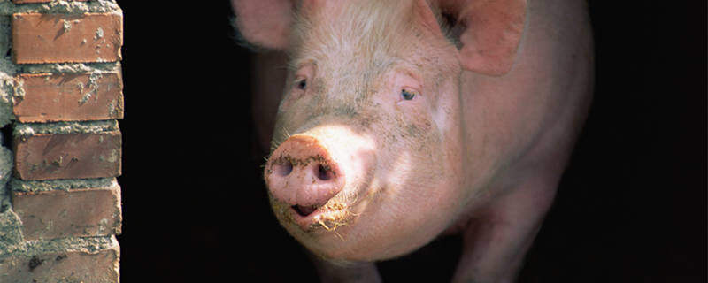 摄图网_501463723_banner_猪(.jpg 摄图网_501463723_banner_猪(.jpg