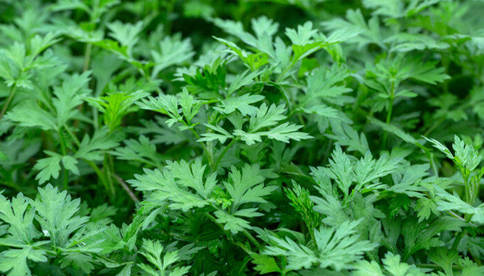 摄图网_501724050_banner_清明绿色艾蒿叶(商用)_副本.jpg 摄图网_501724050_banner_清明绿色艾蒿叶(商用)_副本.jpg